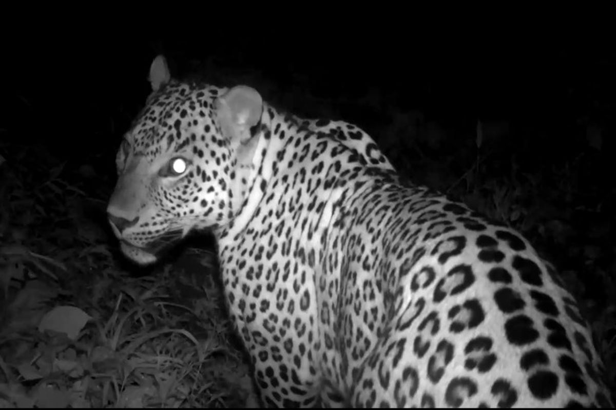 ثبت تصویر دومین پلنگ نر در املش گیلان (+عکس)