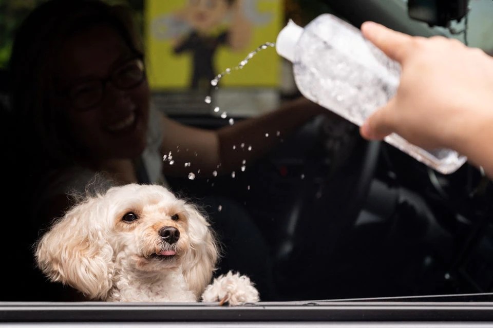 جشن عروسی سگهای خانگی در فیلیپین جشن عروسی سگهای خانگی در فیلیپین