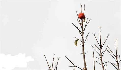 تهران در شعر شاعران؛ هلا ای پایتخت پیر! «طا»ی دسته‌دارت کو؟