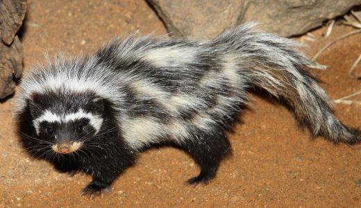 بوی بد این حیوانات کشنده است! (+عکس)