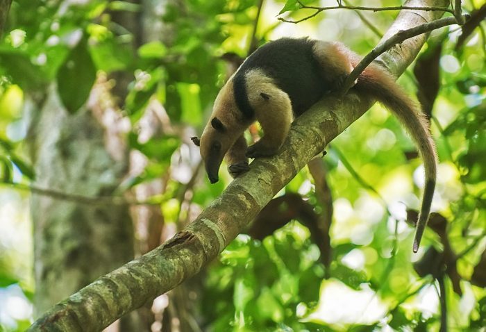 بوی بد این حیوانات کشنده است! (+عکس)