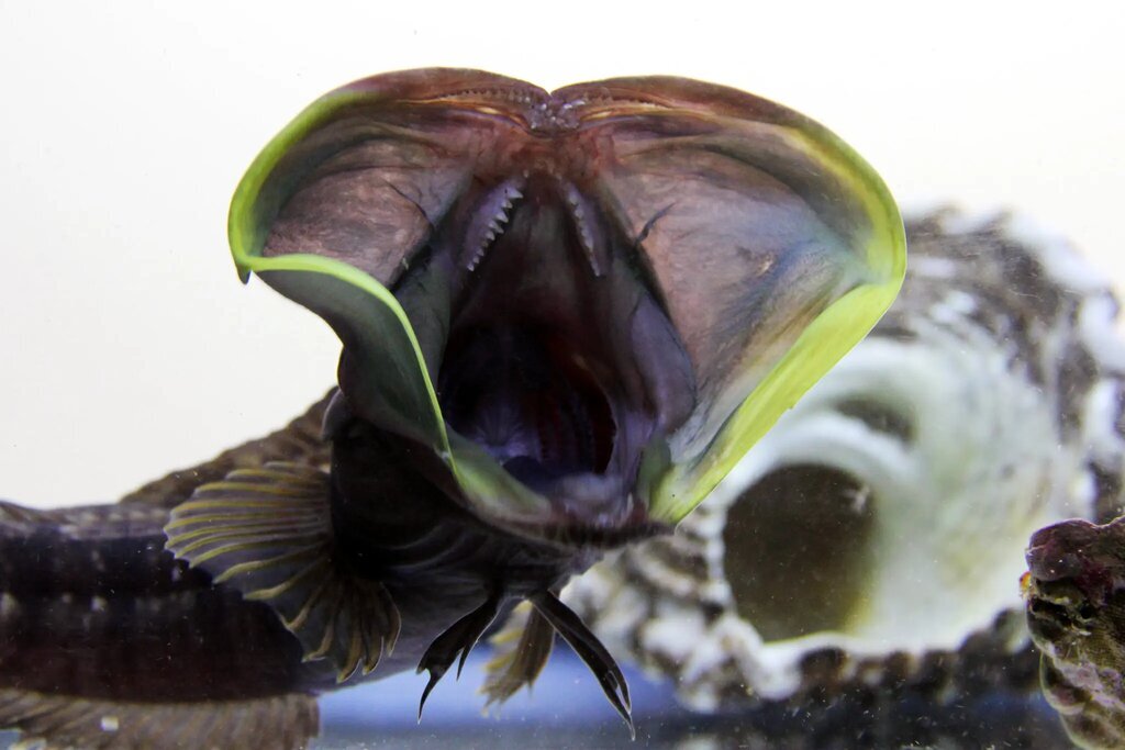 شوخی این جانور عجیب با همنوعش (فیلم) شوخی این جانور عجیب با همنوعش (فیلم)