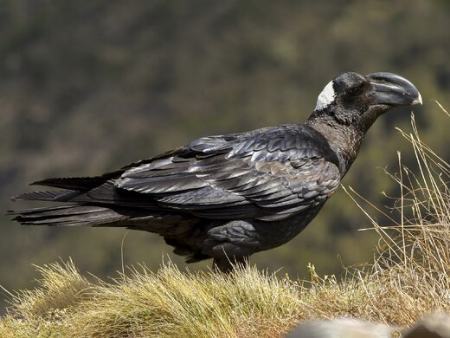 منقار عجیب و استثنایی بزرگترین کلاغ جهان (+عکس) منقار عجیب و استثنایی بزرگترین کلاغ جهان (+عکس)
