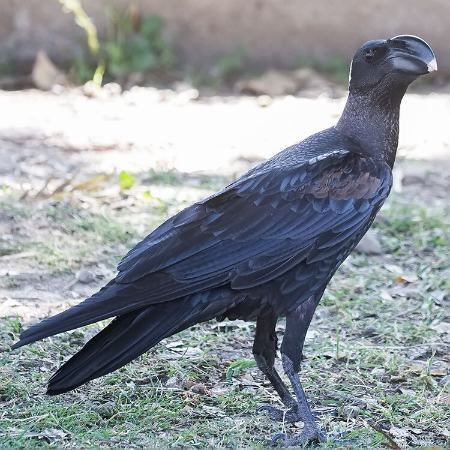 منقار عجیب و استثنایی بزرگترین کلاغ جهان (+عکس) منقار عجیب و استثنایی بزرگترین کلاغ جهان (+عکس)
