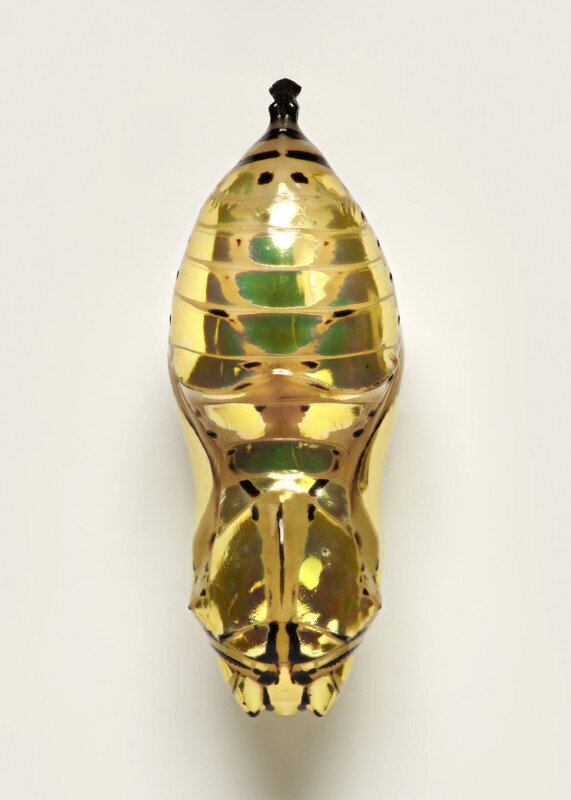 حشراتی شبیه جواهرات گرانبها حشراتی شبیه جواهرات گرانبها