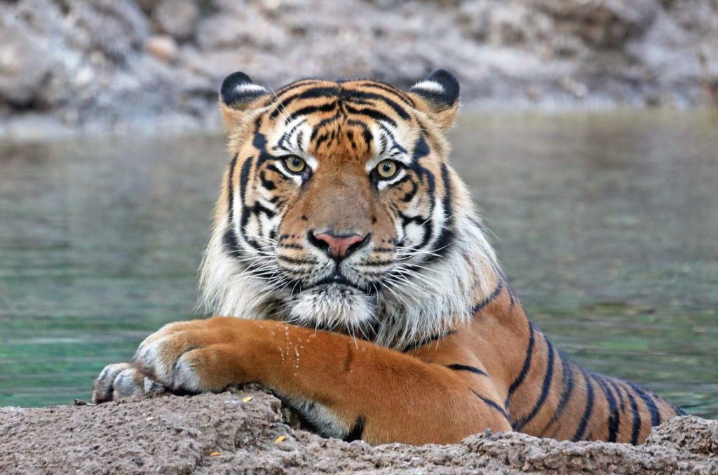 محبوب ترین حیوانات در نقاط مختلف جهان کدامند؟ (اینفوگرافیک) محبوب ترین حیوانات در نقاط مختلف جهان کدامند؟ (اینفوگرافیک)