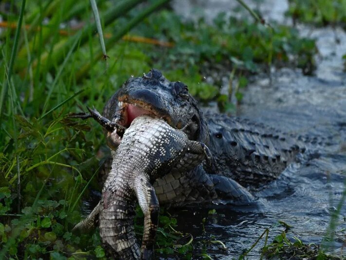 یک تمساح هم نوع خودش را خورد! (+عکس) یک تمساح هم نوع خودش را خورد! (+عکس)