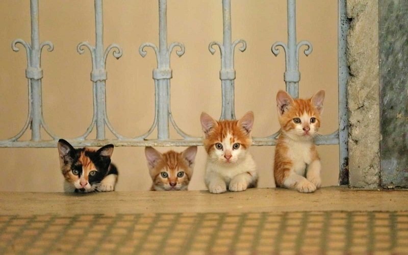 چرا استانبول شهر گربه‌ها است؟