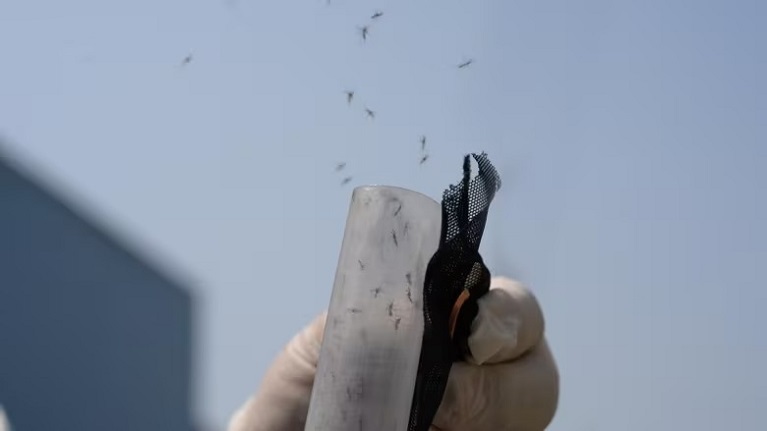 ساخت کارخانه تولید پشه با هدف توقف بیماری تب دنگی در برزیل ساخت کارخانه تولید پشه با هدف توقف بیماری تب دنگی در برزیل