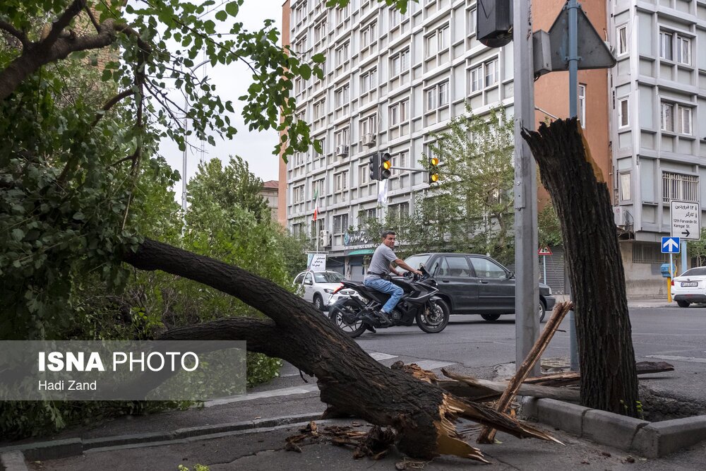 طوفان در تهران و قطع  تعدادی از درختان (عکس و فیلم)