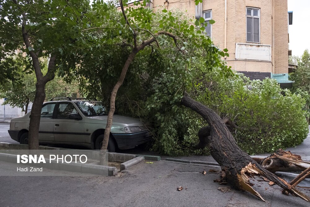 طوفان در تهران و قطع  تعدادی از درختان (عکس و فیلم)