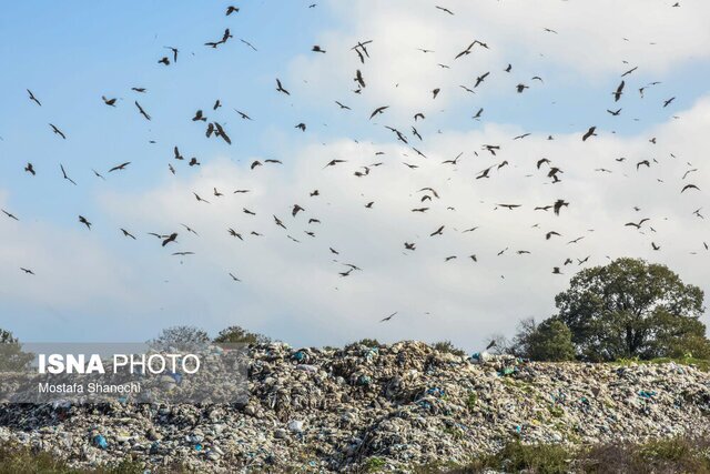 حال مازندران خوب نیست/ فاجعه زیست محیطی