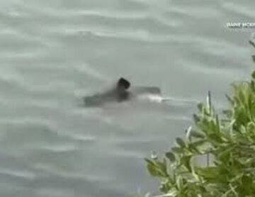 موجود مرموز دریایی زنگ هشدار را در آمریکا به صدا درآورد!