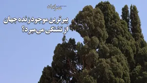 قنات نبادان خشک است ؛ آب ۲ هزار ساله چه شد؟ / سرو ابرکوه ، پیرترین موجود زنده جهان پس از ۴۵۰۰ سال از تشنگی می‌میرد؟ تاج سرو شکسته‌ است (فیلم)