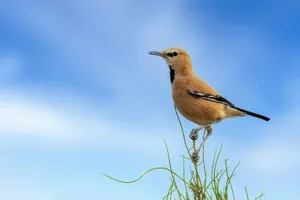 ثبت تصاویری از زاغ‌بور، پرنده‌ای بومی در پارک ملی توران (فیلم)