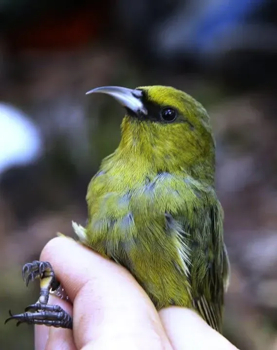 جزایر هاوایی