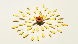 دلایل و ابعاد بی‌ نقص‌ گرایی