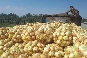 ثبات به بازار سیب زمینی و پیاز بازگشت