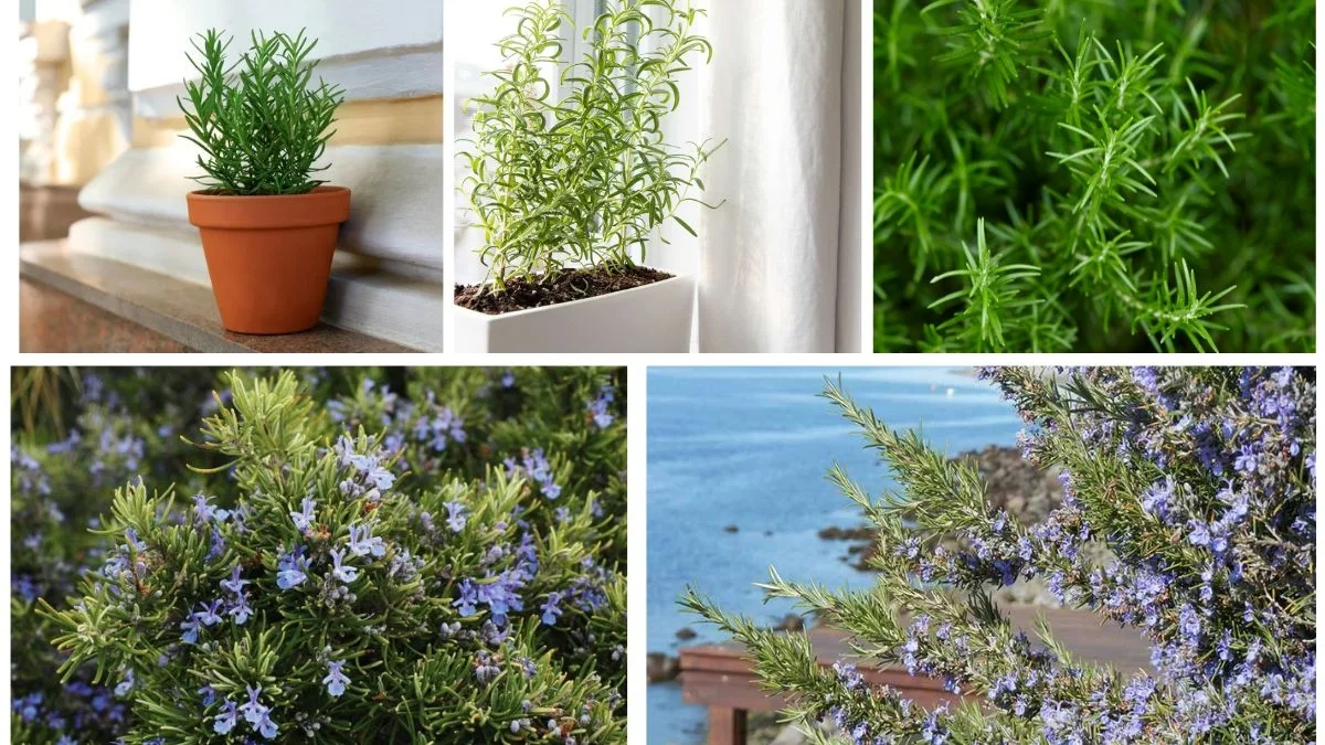 گیاه رزماری