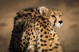 لحظه نادر از یوزپلنگ هیوا در پارک ملی توران (فیلم)