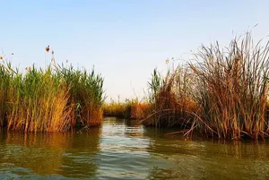 ۵۸ درصد تالاب شادگان خشک شده است