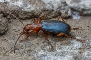 فرار عجیب سوسک بمب‌افکن از دهان قورباغه