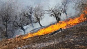 جنگل‌های زاگرس درگیر آفت و آتش و فرسایش خاک