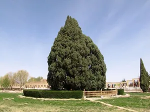 سرو ۴۵۰۰ ساله ابرکوه؛ کهنسال‌ترین درخت ایران در دل کویر (فیلم)