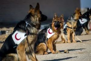 سگ زنده یاب هلال احمر، یک نفر را در زیر آوار کشف کرد و امدادگران او را نجات دادند