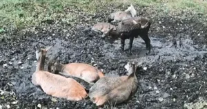 دعوای گوزن‌ها بر سر جا در حمام گِل! (فیلم)