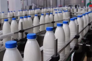 رئیس انجمن صنفی گاوداران: نرخ خرید شیر ازدامدار اصلاح می‌شود