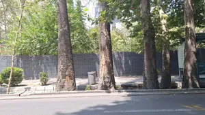 بازسازی کنونی معابر در خیابان ولیعصر و شریعتی به درختان چنار آسیب می‌زند