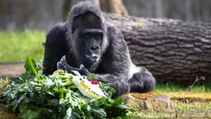 جشن تولد مسن‌ترین گوریل جهان