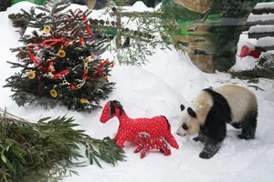 پاندا‌های باغ‌وحش مسکو هدایای سال نو چینی دریافت کردند