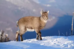 شادی خالص یک بزغاله در دل برف