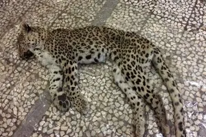 پیدا شدن لاشه یک فرد پلنگ ایرانی در ارتفاعات اسفراین