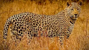 ثبت تصاویری ناب از حضور دو قلاده پلنگ در منطقه حفاظت‌شده البرز جنوبی