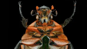 سوسک ماداگاسکار زیر ذره بین (+عکس)