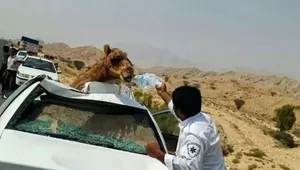 تصادف مرگبار اتوبوس با شتر در مسیر زاهدان به نهبندان
