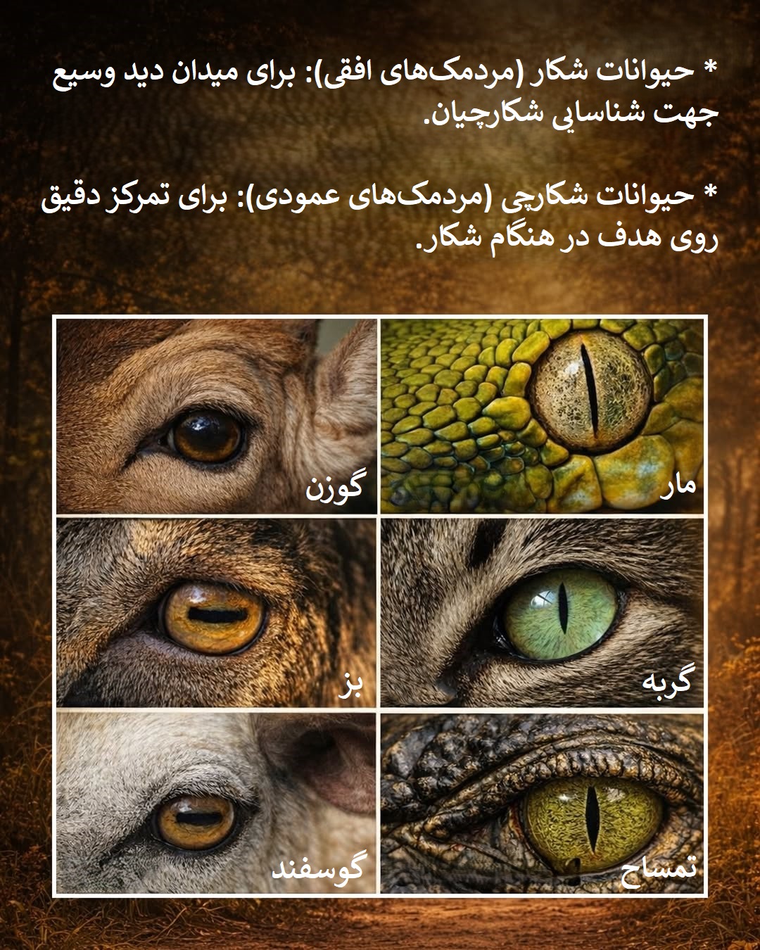 شکل مردمک چشم حیوانات