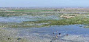از شمال تا جنوب؛ ۴ تالاب جان دوباره می‌گیرند