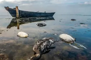 استاندار گلستان: خلیج گرگان را نجات دهید