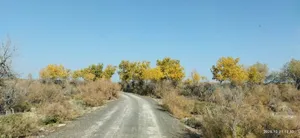 مدل شین‌جیانگ چین؛ الگویی الهام‌بخش برای ایران در نبرد با بیابان‌زایی