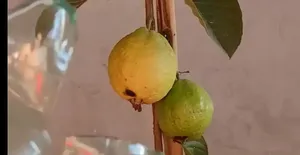 ساخت میوه‌چین با بطری پلاستیکی در خانه