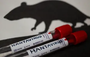 هانتا ویروس و انتقال جنسی؛ واقعیت چیست و شبکه های اجتماعی چه می گویند؟