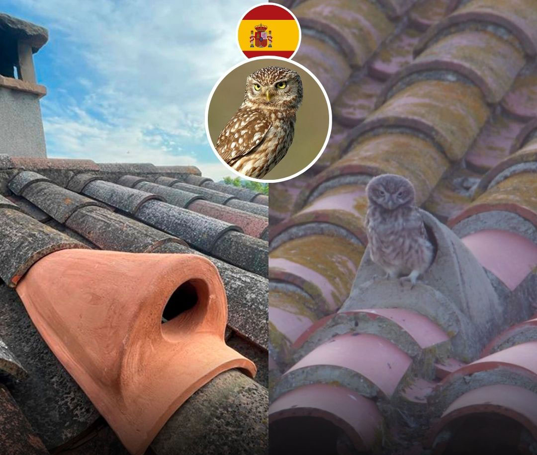 لانه‌سازی مصنوعی