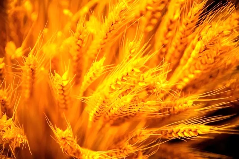 انسان انسان