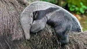 فرار باورنکردنی مورچه‌خوار از چنگال کفتار قهوه‌ای