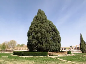 سرو ۴۵۰۰ ساله ابرکوه؛ کهنسال‌ترین درخت ایران در دل کویر (فیلم)