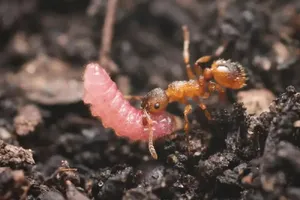 کرم‌های مکار روی تخت سلطنت ملکه مورچه‌ها